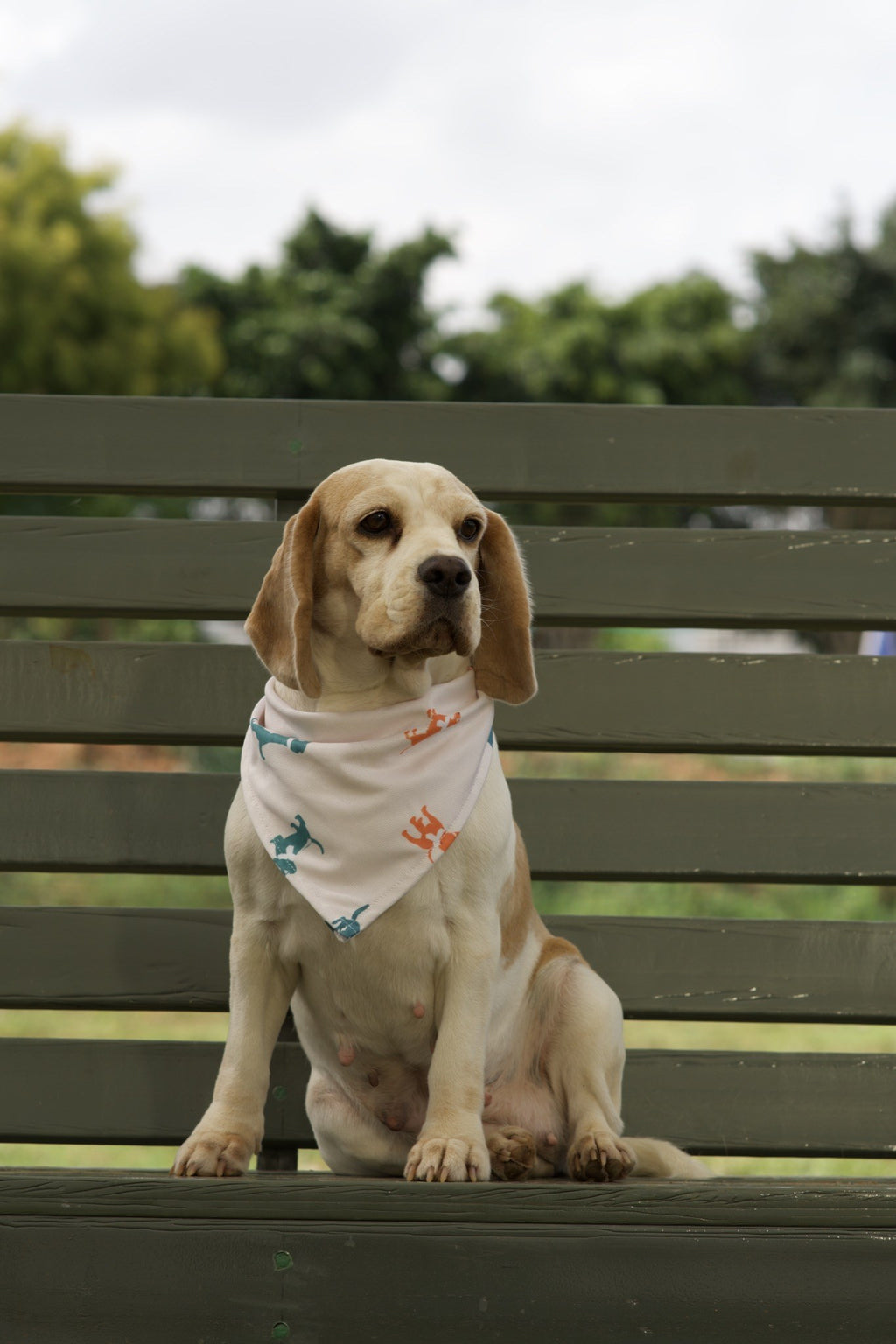 Beagle wearing white dog bandana with teal dog silhouette print