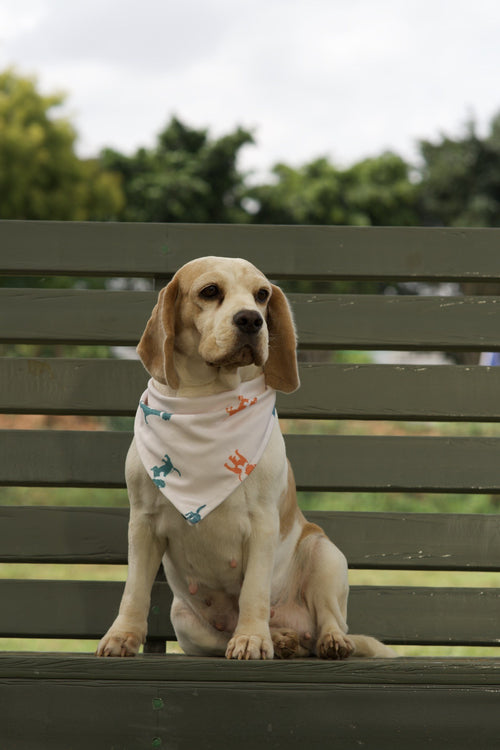 Beagle wearing white dog bandana with teal dog silhouette print