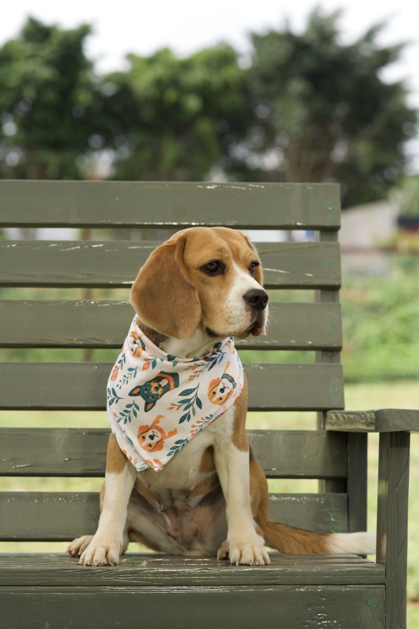 Beagle wearing white dog bandana with orange and teal floral dog print