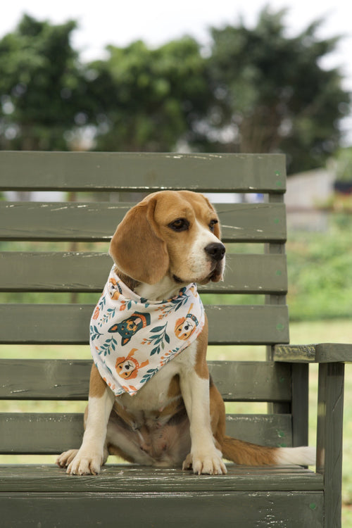 Beagle wearing white dog bandana with orange and teal floral dog print