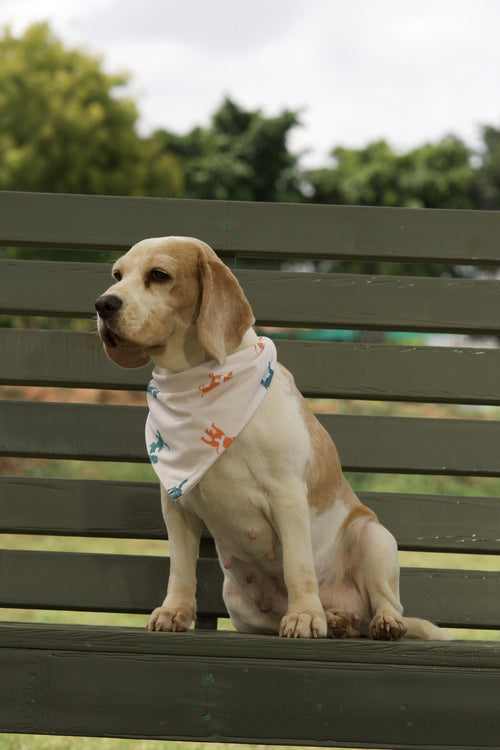 Beagle wearing white dog bandana with teal dog silhouette print