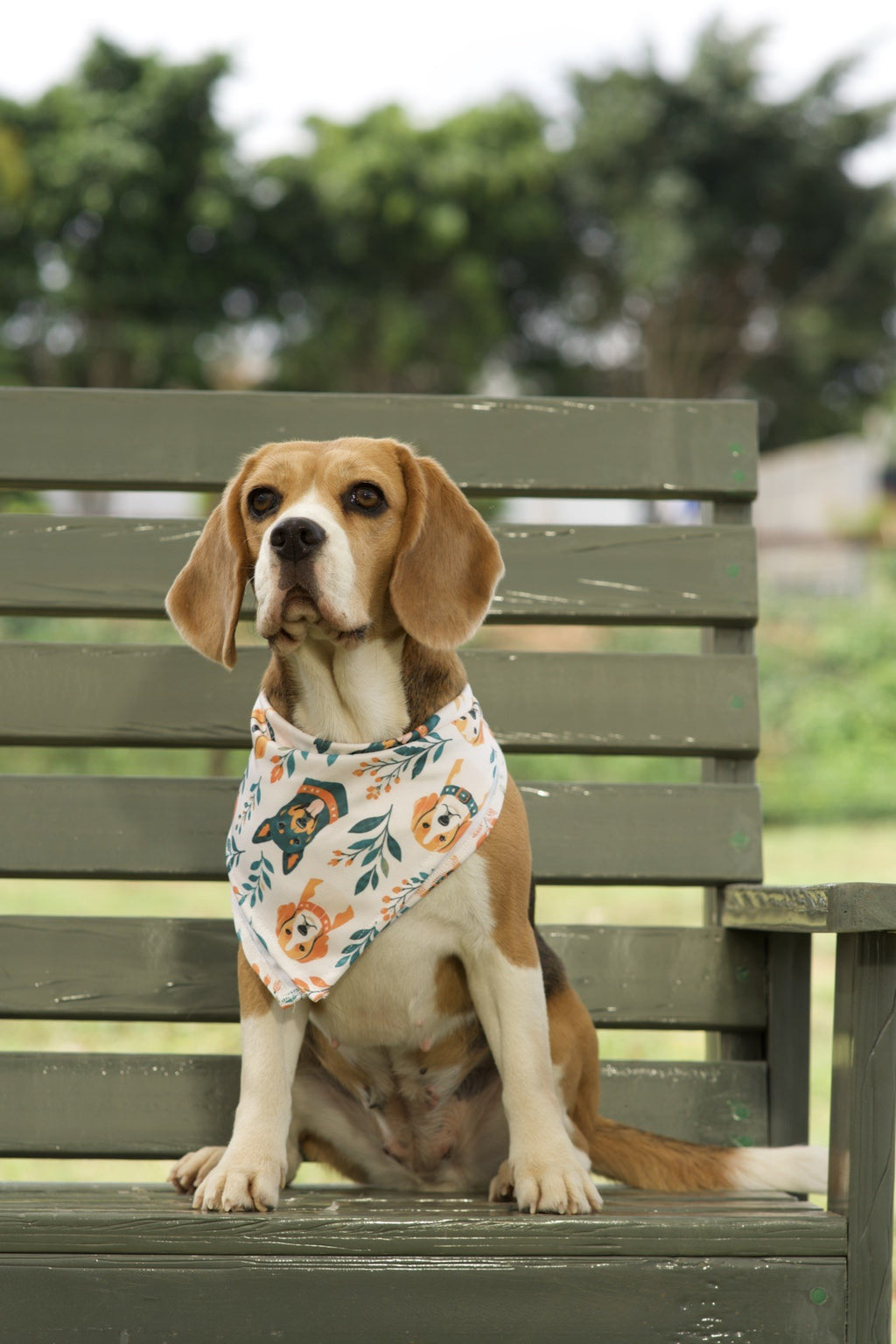 Beagle wearing white dog bandana with orange and teal floral dog print