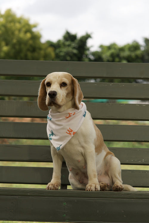 Beagle wearing white dog bandana with teal dog silhouette print