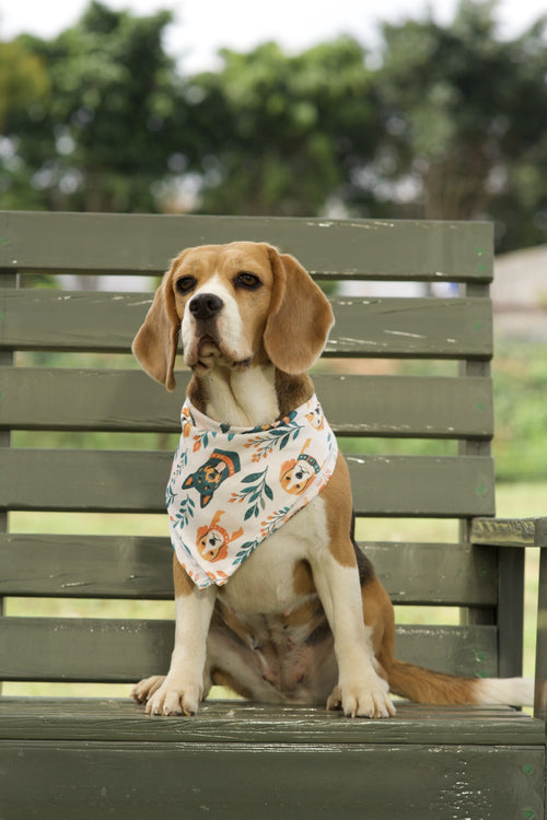 Beagle wearing white dog bandana with orange and teal floral dog print