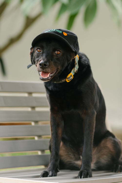 Black Dognosis embroidered cap