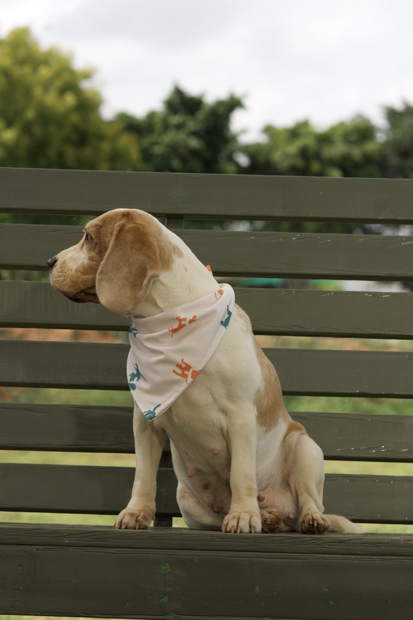 Beagle wearing white dog bandana with teal dog silhouette print