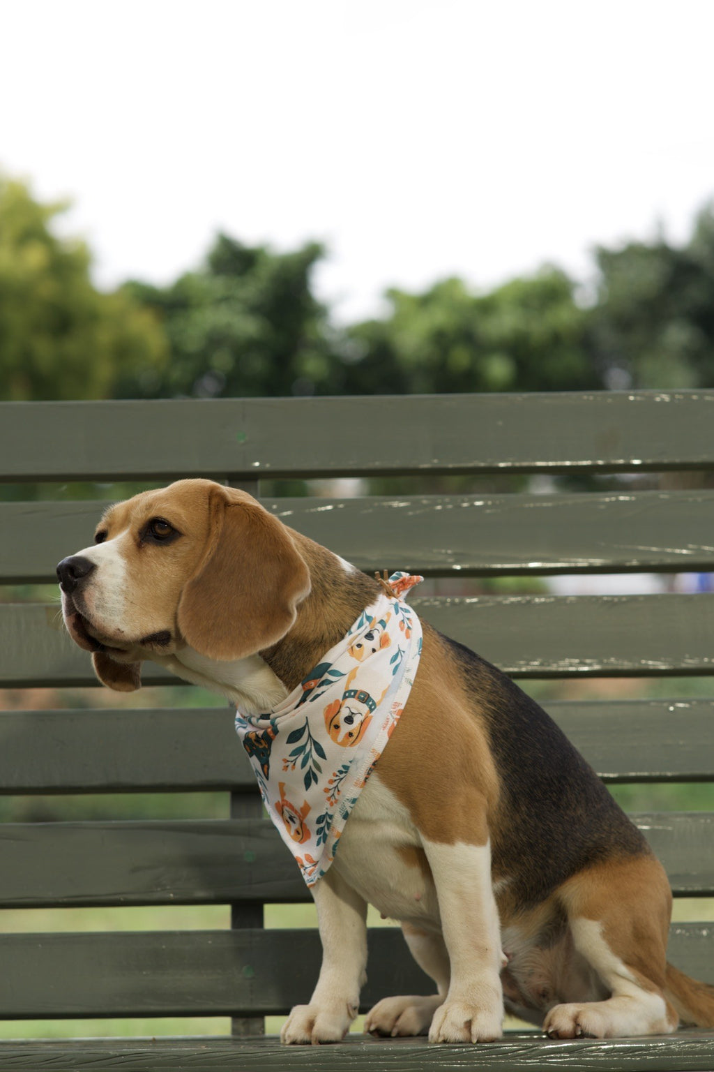 Beagle wearing white dog bandana with orange and teal floral dog print