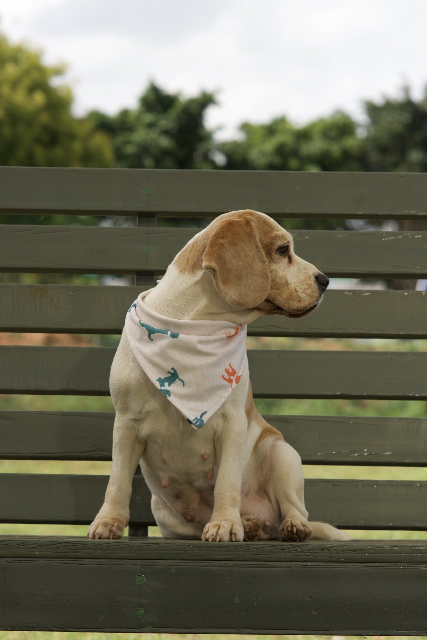 Beagle wearing white dog bandana with teal dog silhouette print