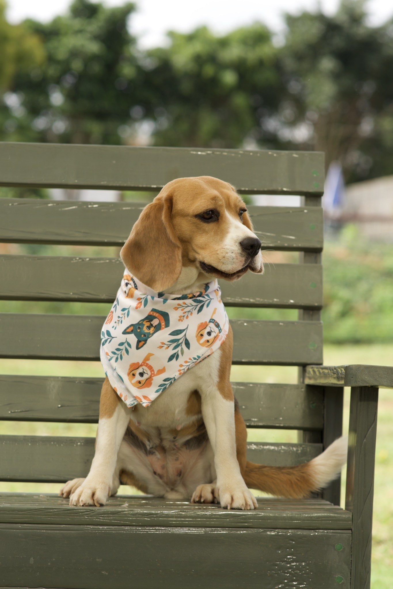 Beagle wearing white dog bandana with orange and teal floral dog print