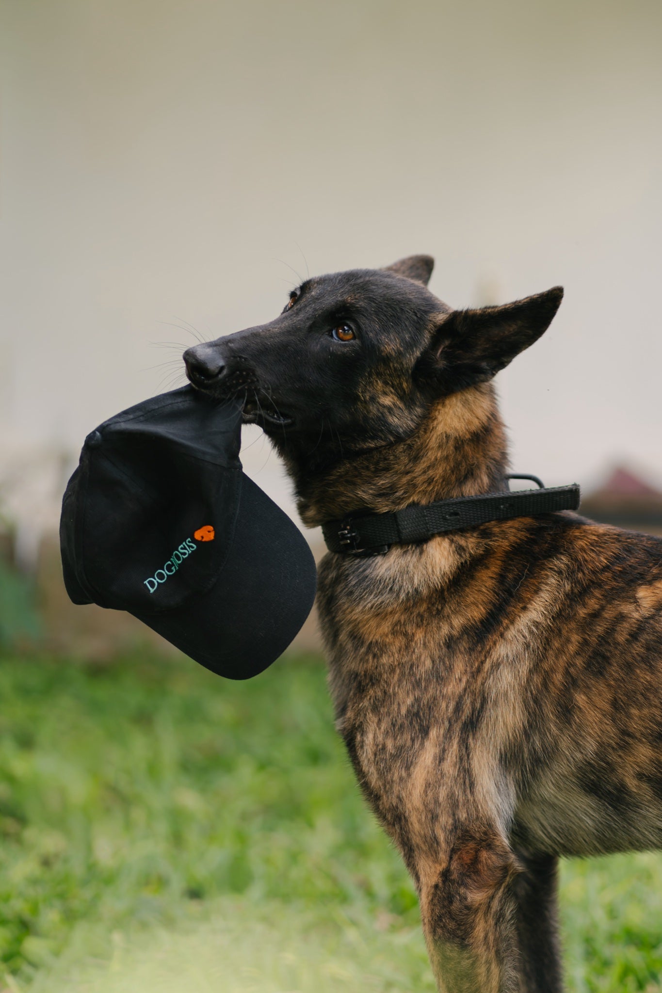 Black Dognosis embroidered cap
