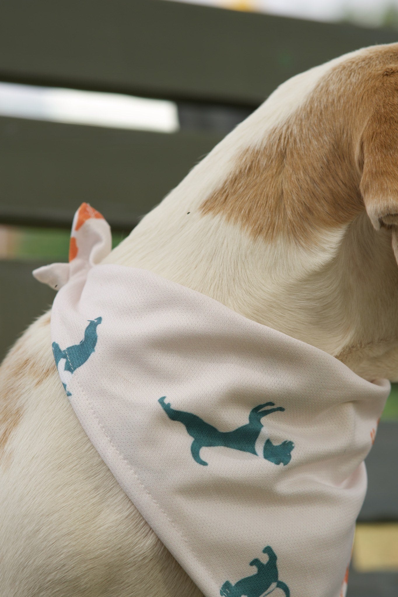 Beagle wearing white dog bandana with teal dog silhouette print
