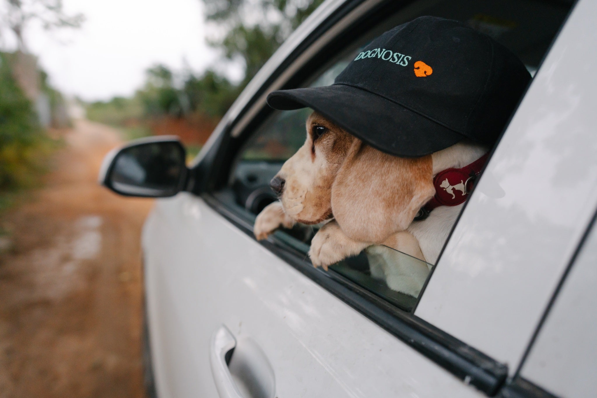 Black Dognosis embroidered cap