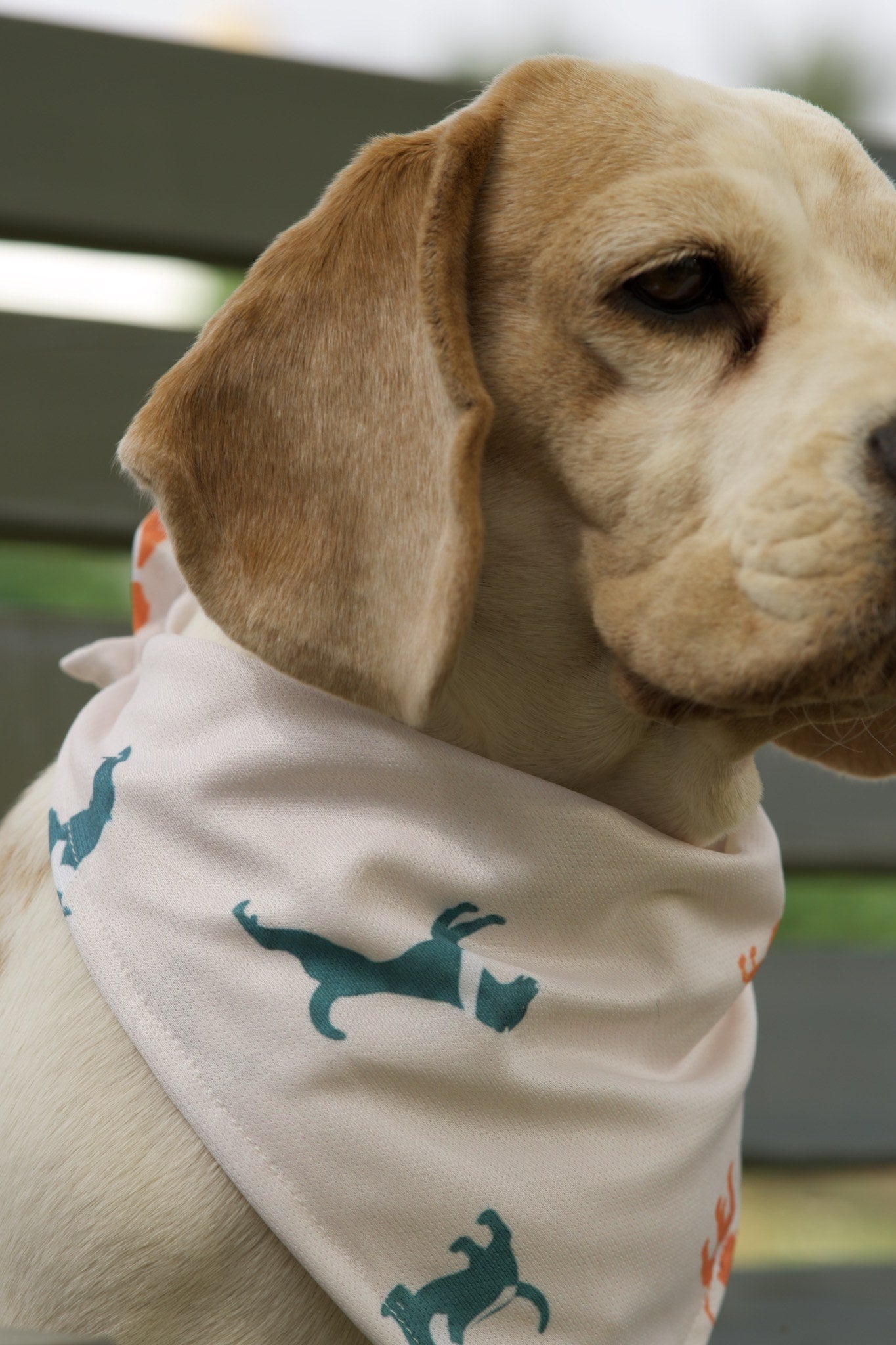 Beagle wearing white dog bandana with teal dog silhouette print