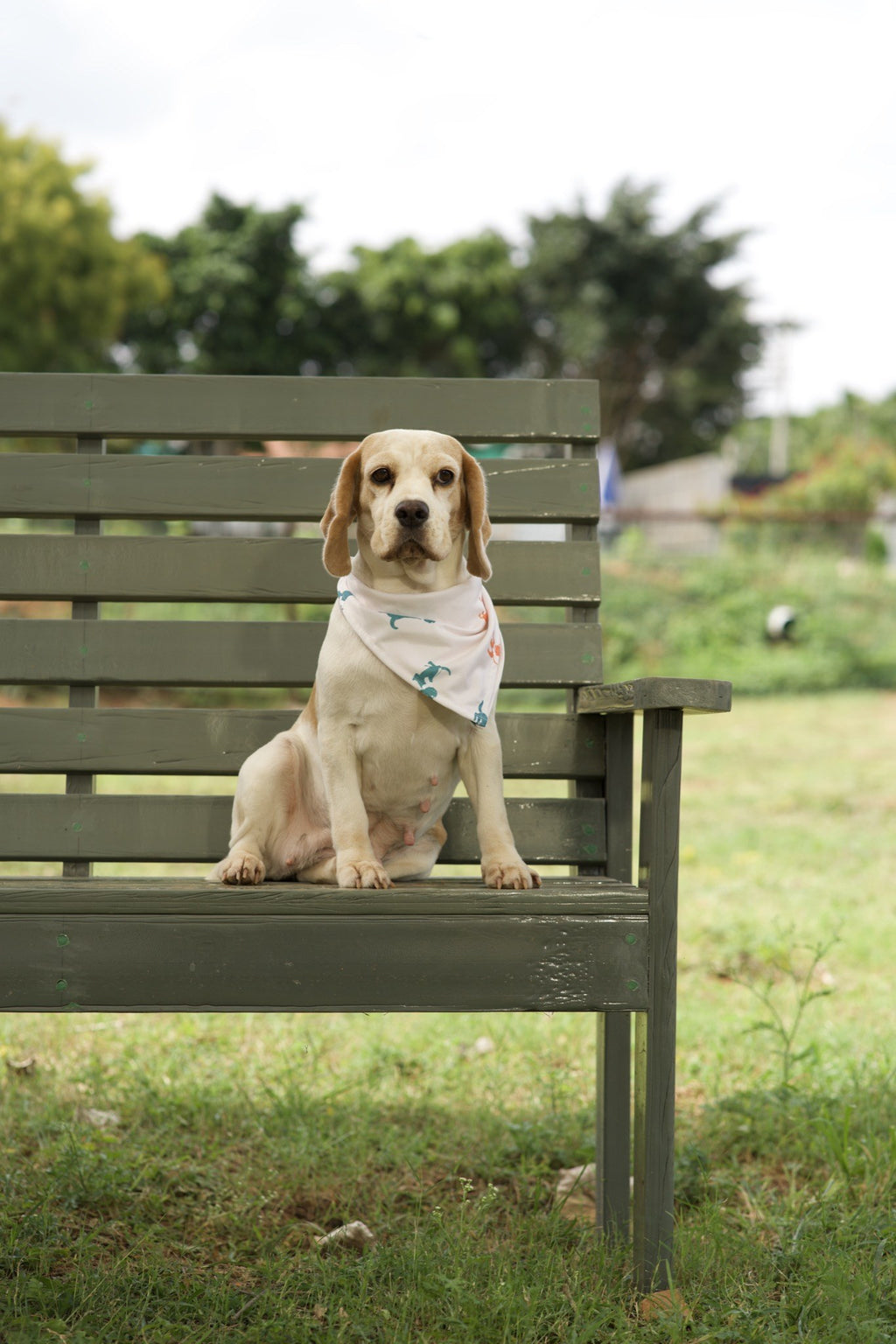 Beagle wearing white dog bandana with teal dog silhouette print