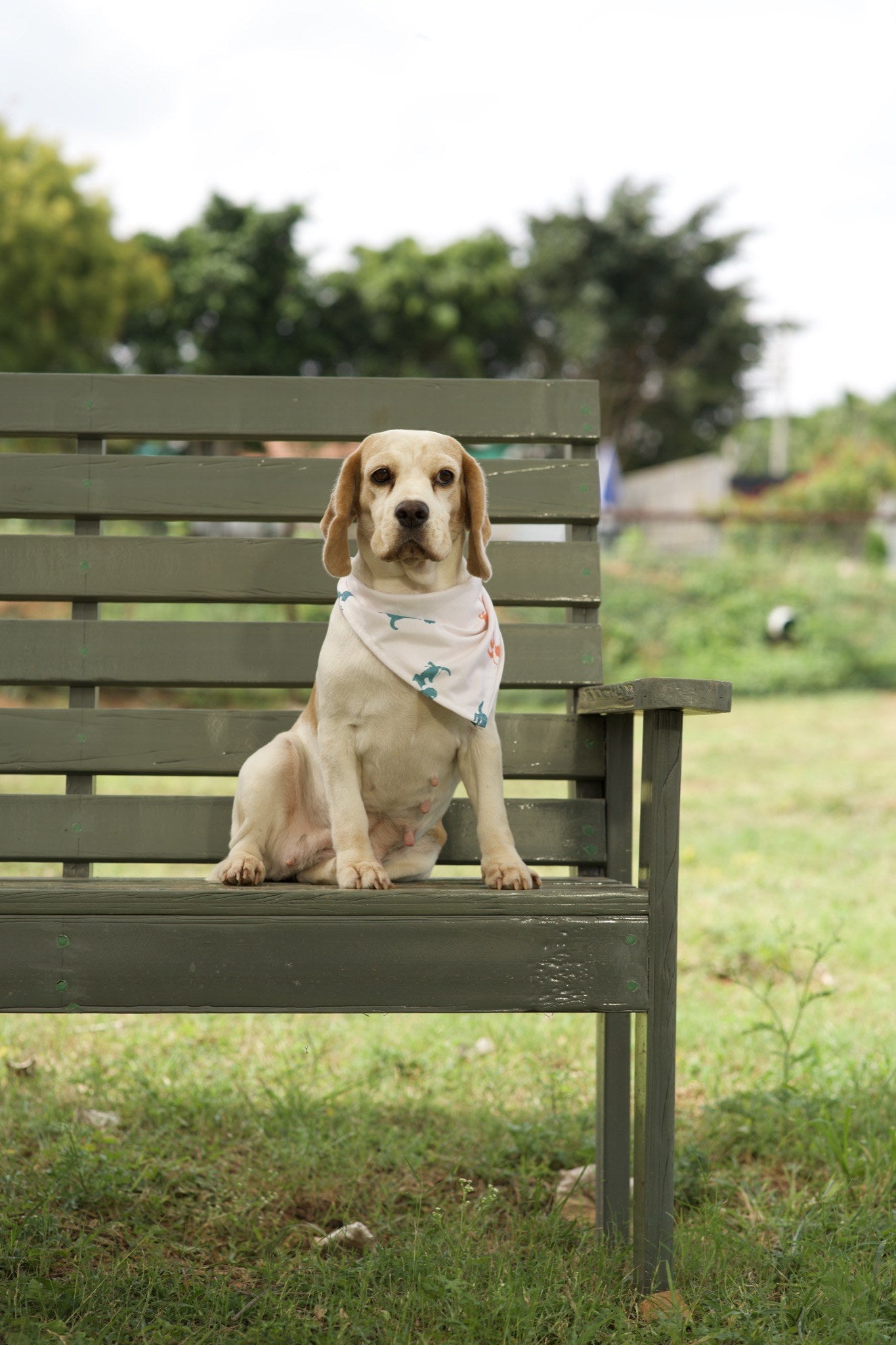 Beagle wearing white dog bandana with teal dog silhouette print