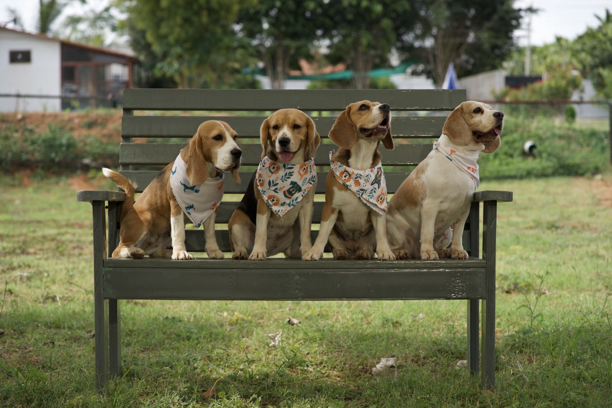 Beagle wearing white dog bandana with orange and teal floral dog print