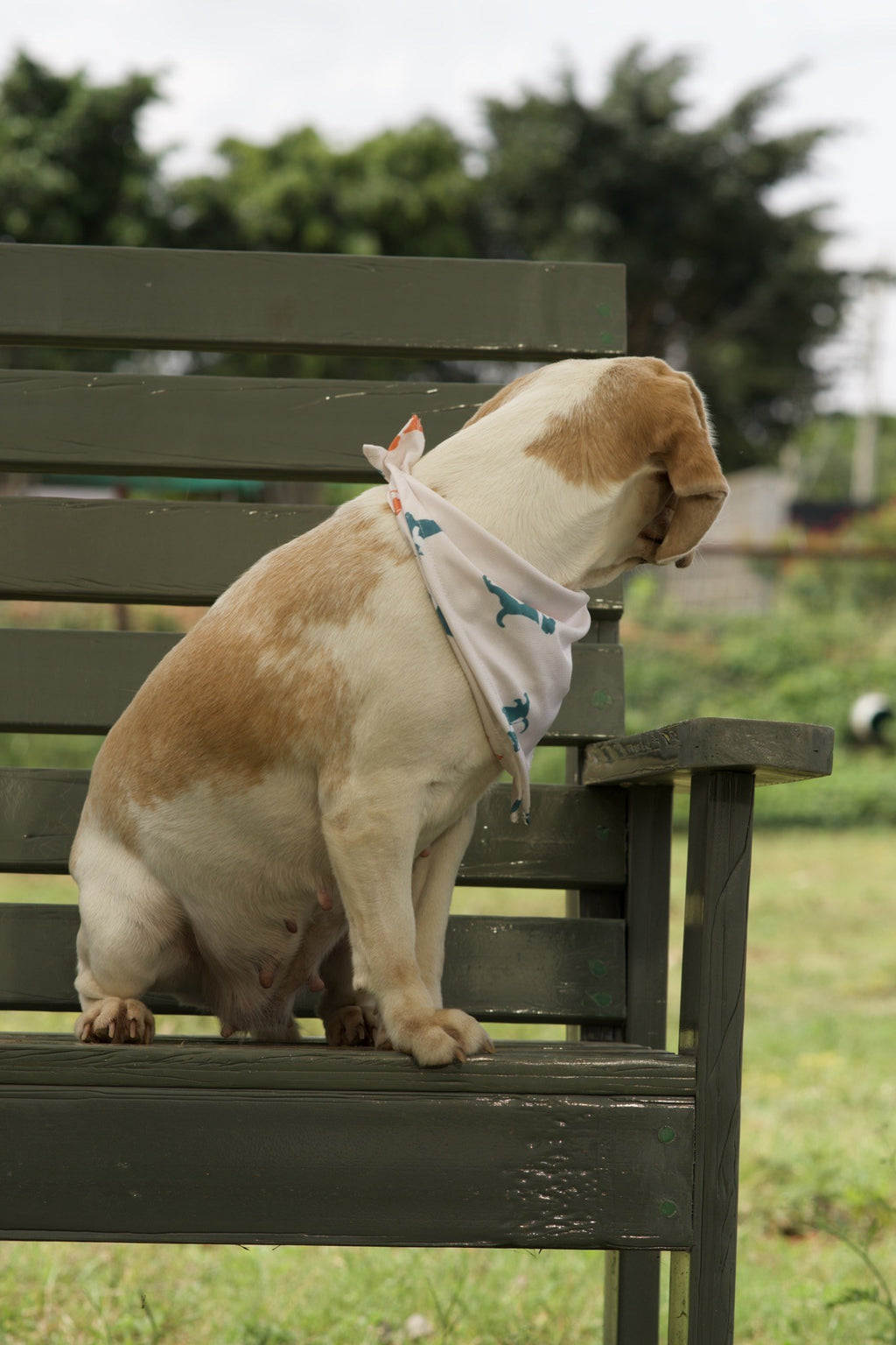 Beagle wearing white dog bandana with teal dog silhouette print