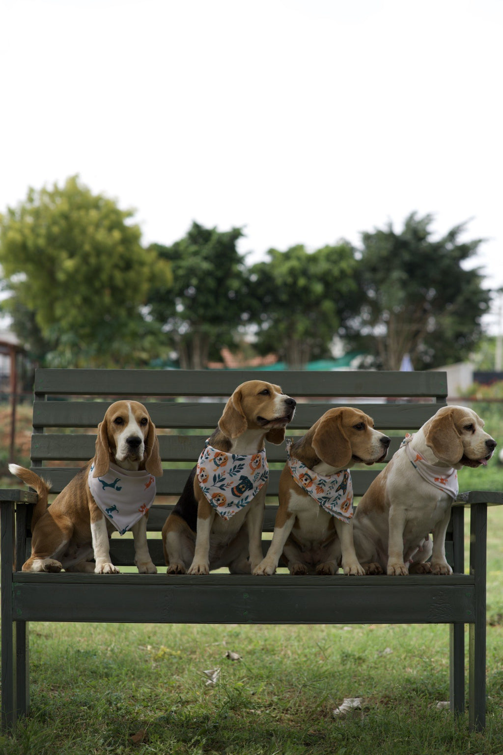 Beagle wearing white dog bandana with orange and teal floral dog print